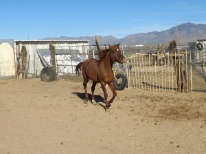 Ranch life photo 4