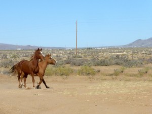 Ranch life photo 2