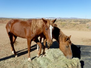 Ranch life photo 7