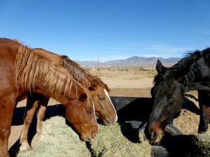 Ranch life photo 6